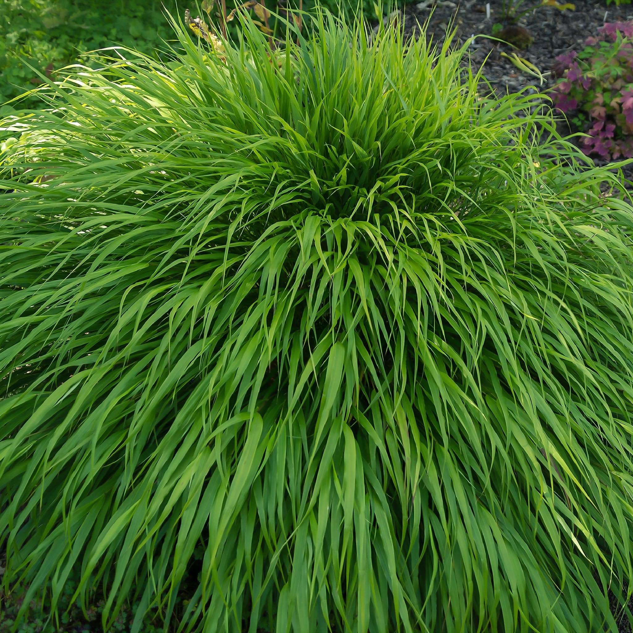 3 x Hakonechloa macra | Japenese Forest | Low Maintenance Ornamental | 3 x 9cm