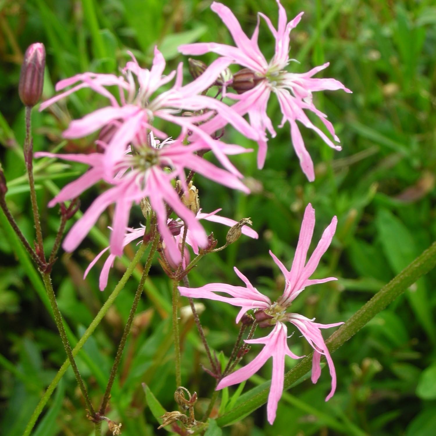 Blumixx Stauden Lychnis floscuculi KuckucksLichtnelke, im 0,5 Liter