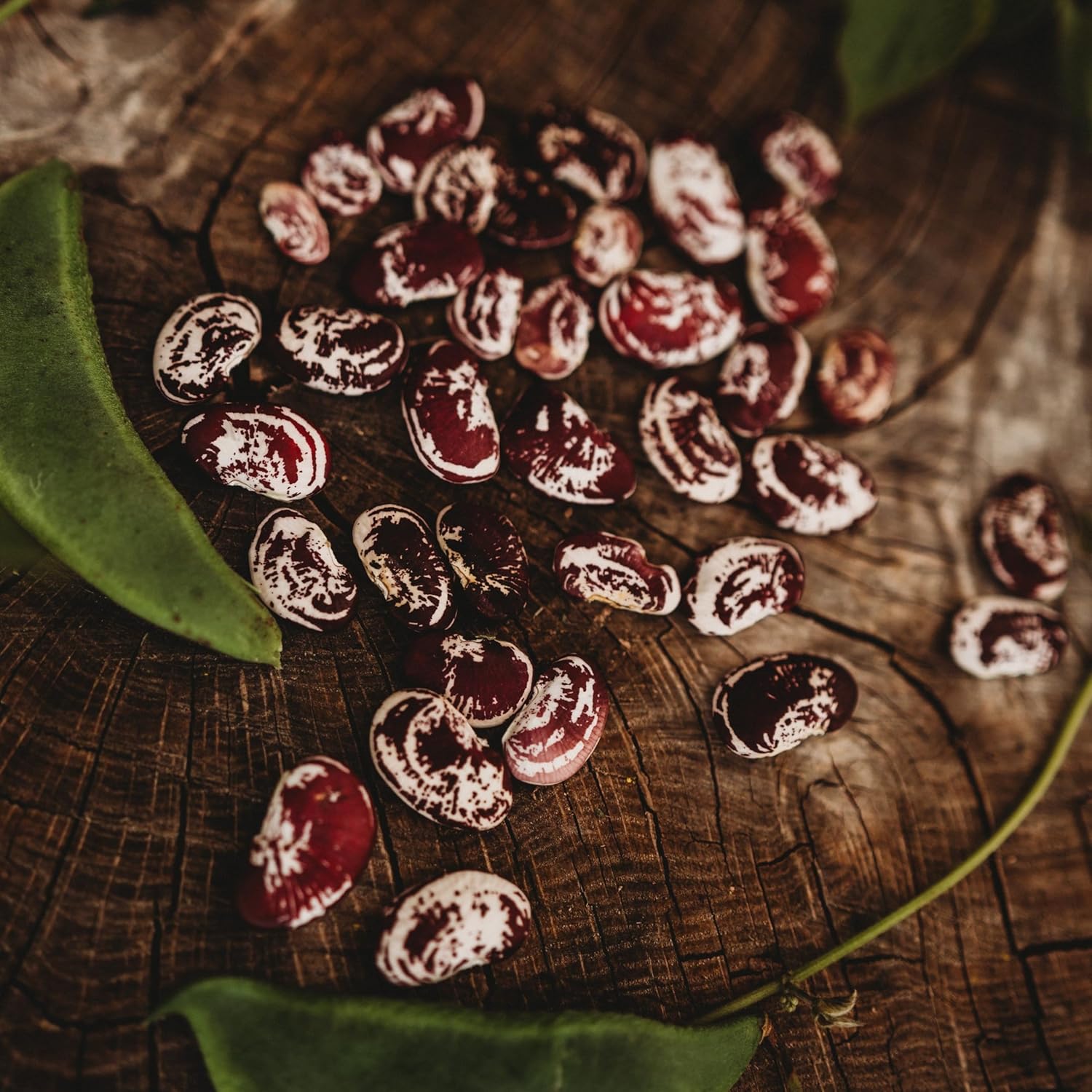 Christmas Speckled Lima Bean - 8oz Bulk (~200 Seeds) - Heirloom Butter Bean Variety, USA-Grown, Non-GMO Butterbean Seeds for Planting Outdoors in The Home Garden, Thresh Seed Company