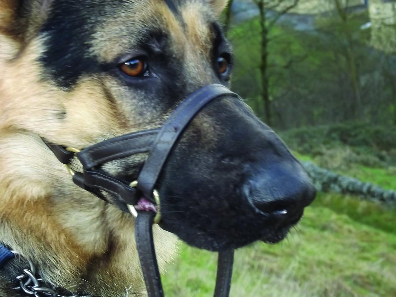 best furniture for cats