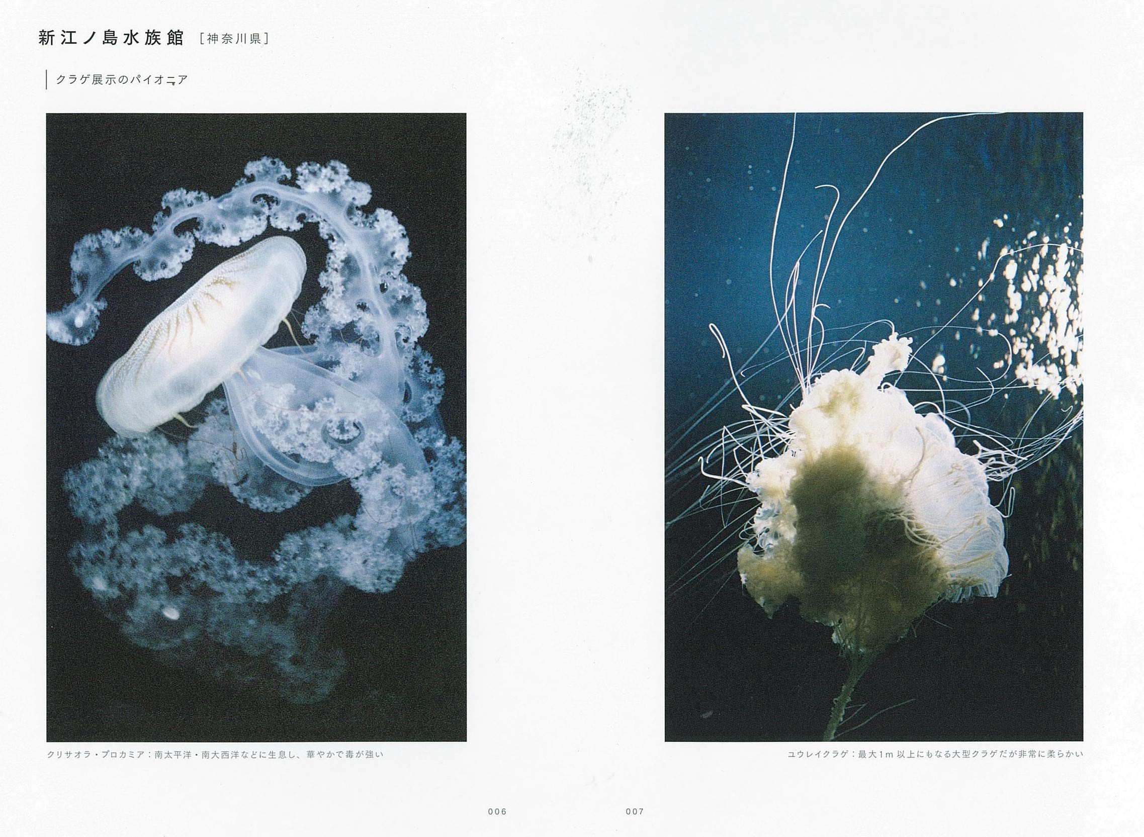 クラゲ水族館book 鈴木 朱紀子 本 通販 Amazon