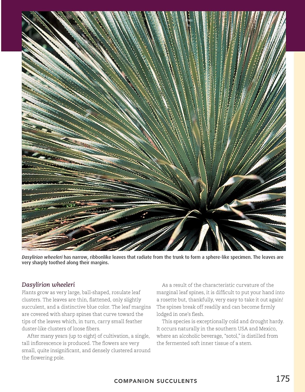Cacti and Succulents Handbook: Basic Growing Techniques and a Directory of More Than 140 Common Species and Varieties (CompanionHouse Books) Cholla, Agave, Prickly Pear, Aloe, Sansevieria, and More