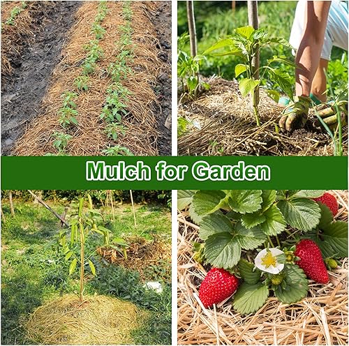 Miniatura 6 de Paja de trigo natural  Paja seca de 1 libra, limpia y suave, paca de paja decorativa para gatos callejeros, perros, patio, granja, mascotas, jardín,