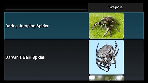 Aranha espécie Trivia Quiz