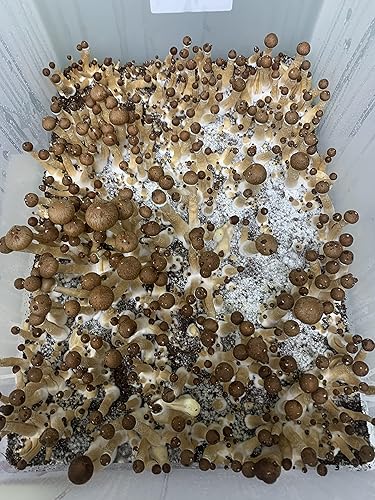 Miniatura 3 de Esporas de hongos porcini - reliquia - Sin OMG