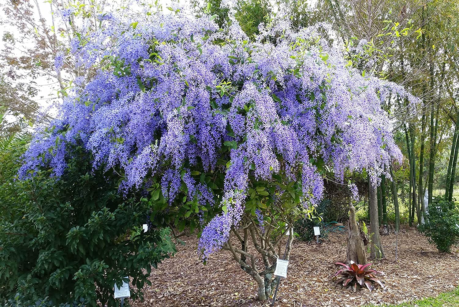 Purple Wreath Sandpaper Vine Flowering Plant Seeds For Home Garden- 35+ Seeds Pack (B0C5W2T2V4) Amazon Price History, Amazon Price Tracker
