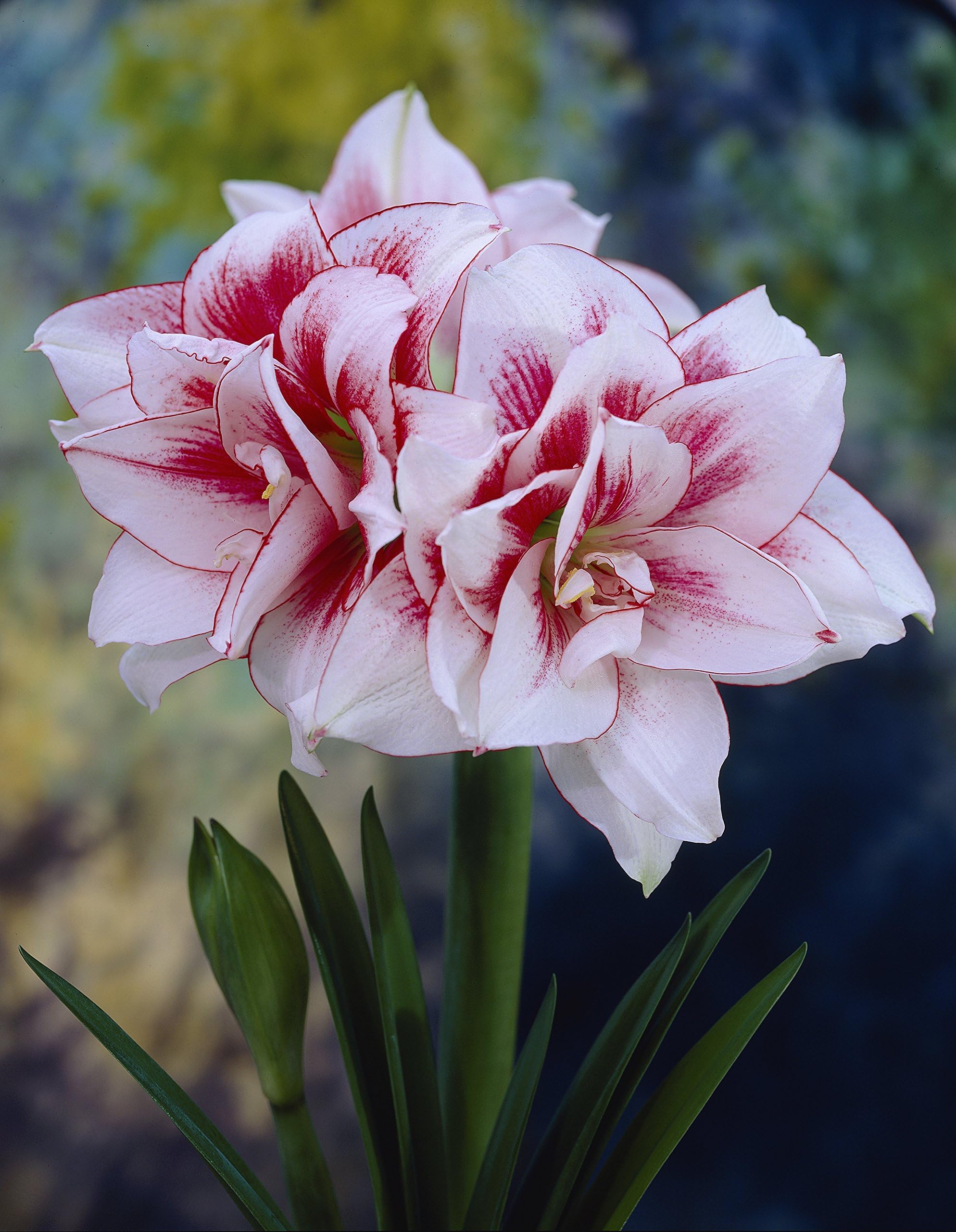 Bloomsz Amaryllis Elvas Plant, 26/28cm