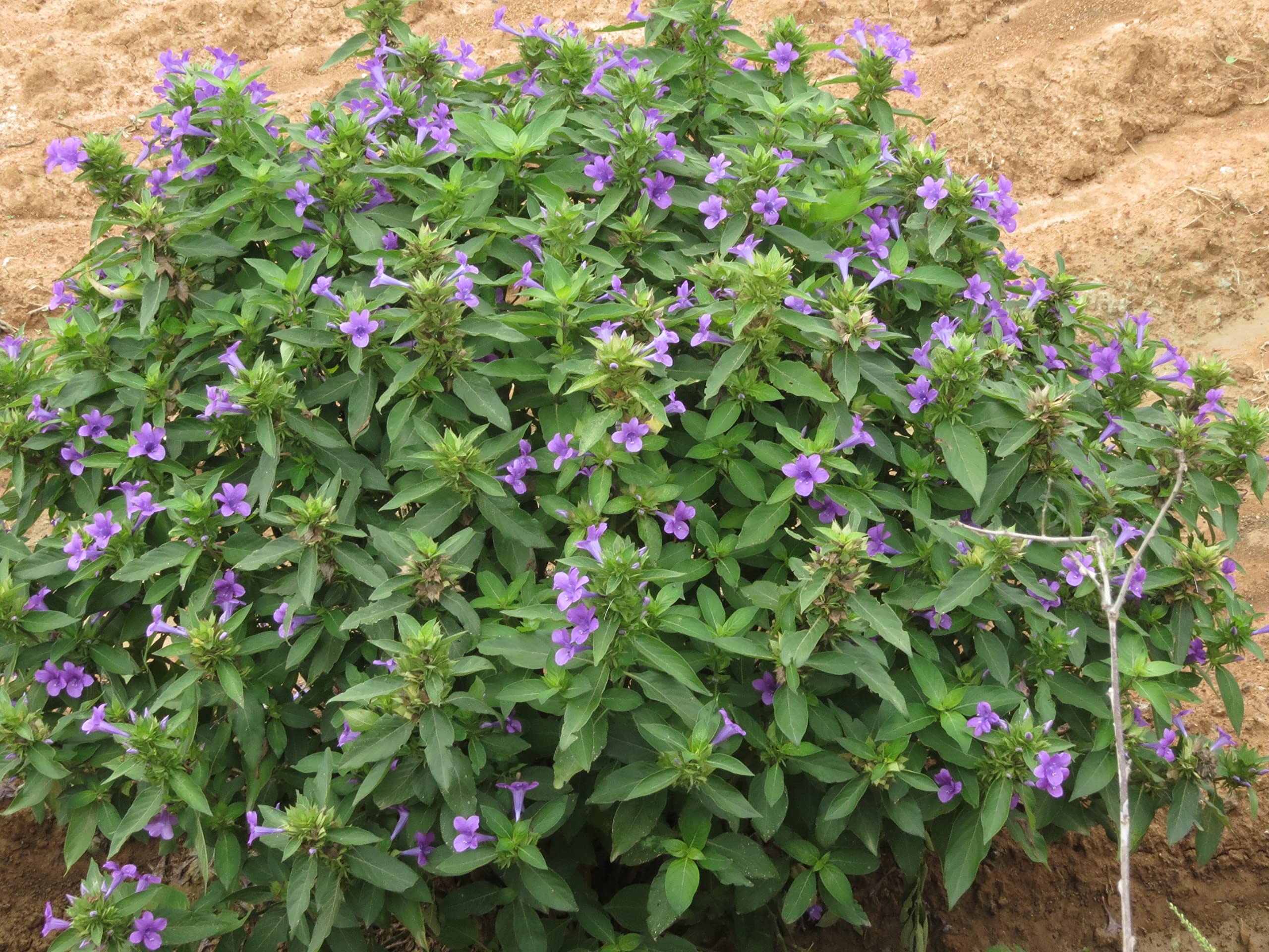See full amazon price history chart for Indiana Philippine Violet Bluebell barleria Jhinti Tadrelu Patika Sphatika Kuruvaka Karimkurunni Gokarna Koranti Saireyaka Artagalah Kakubha December poo Mituri Uta mulli Gobbi Live Plant Indiana Philippine Violet Bluebell barleria Jhinti Tadrelu Patika Sphatika Kuruvaka Karimkurunni Gokarna Koranti Saireyaka Artagalah Kakubha December poo Mituri Uta mulli Gobbi Live Plant (B08RJYSLB1) Amazon Price History, Amazon Price Tracker