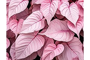 6 Elephant Ear Bulbs