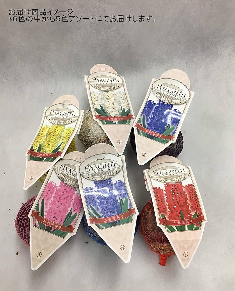 ヒヤシンス様 楽天市場】ヒヤシンス ピンク 4号苗（球根3個入り） : 千草園芸