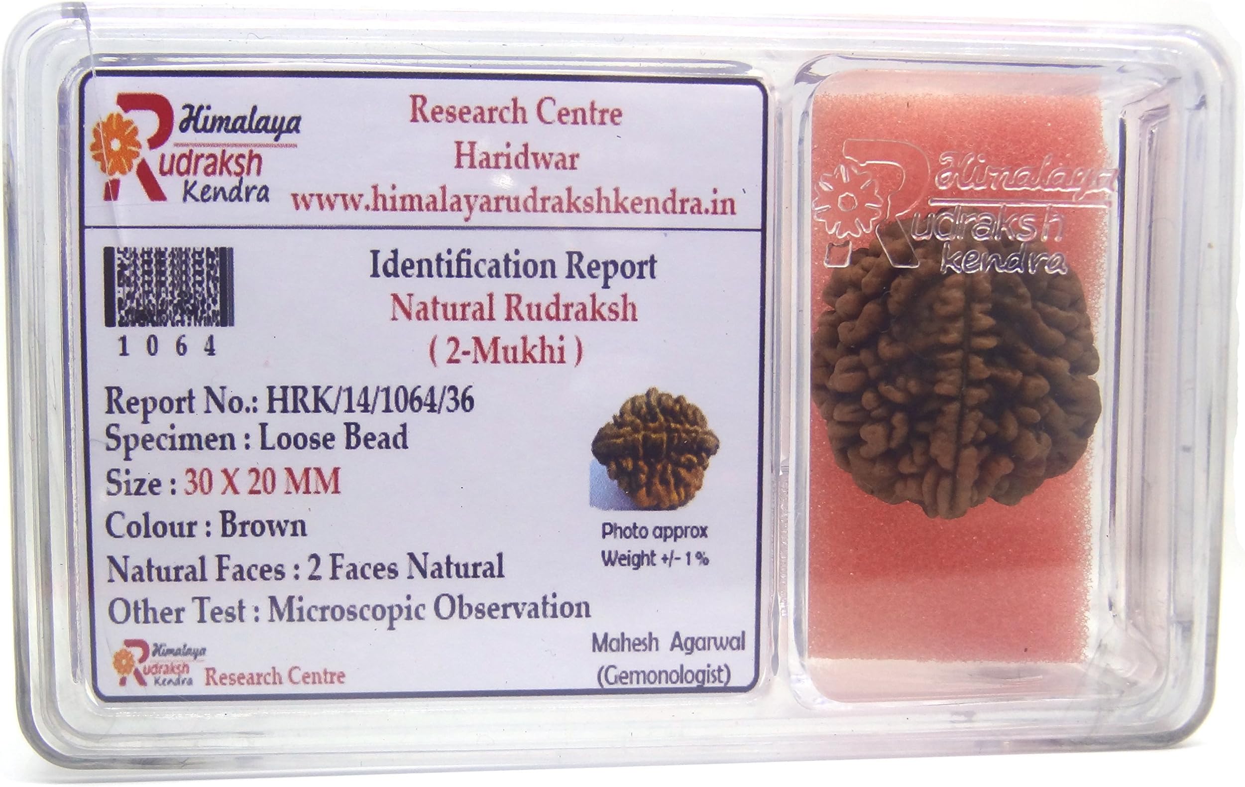 HIMALAYA RUDRAKSH KENDRA Rudraksha 100% Original 2 Mukhi / Two Face Brown