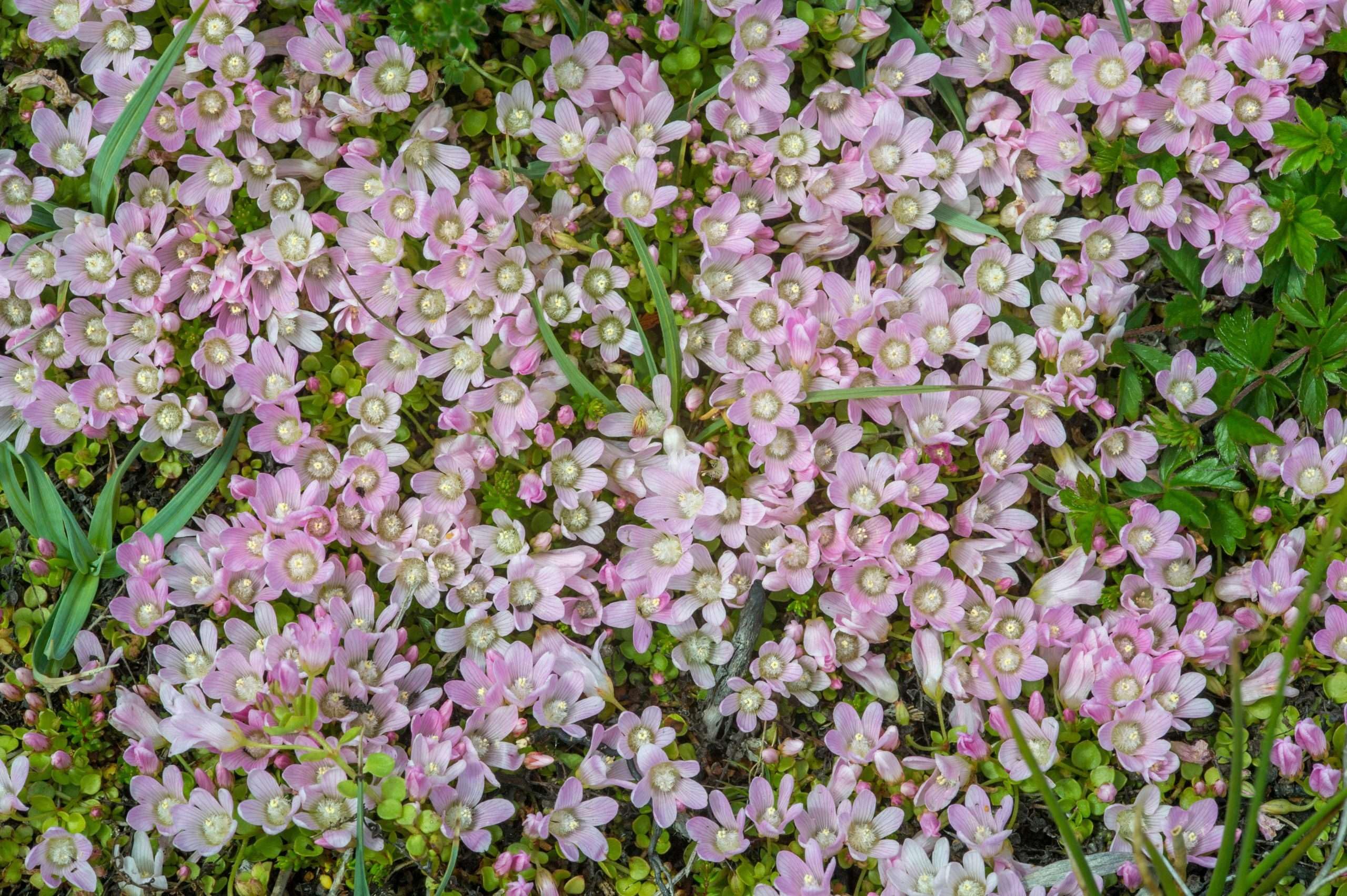 Lincolnshire Pond Plants Ltd - Anagellis Tenella - Marginal Pond Plants - BP006-1 / 7cm