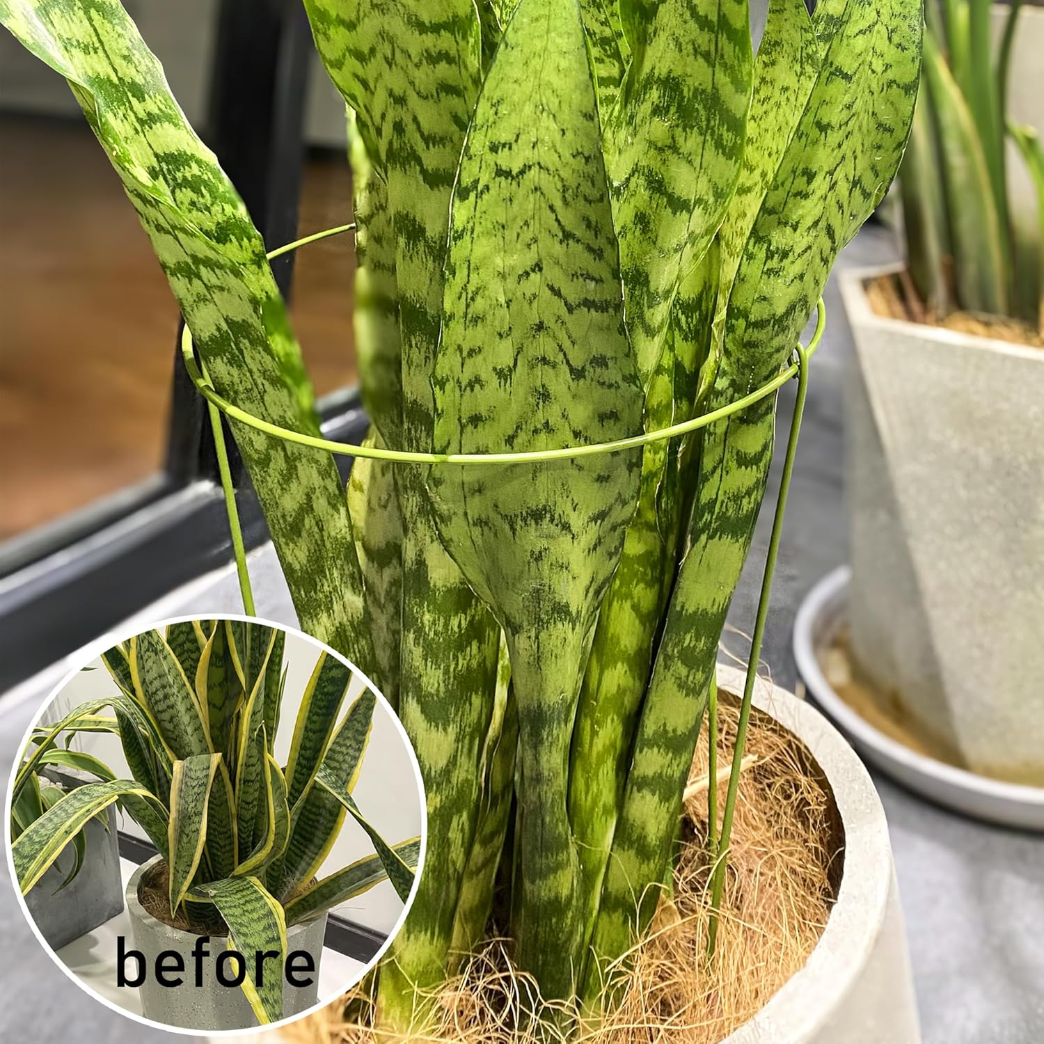 3 Pack Garden Stakes Plant Support Cage, Plant Support Rings for Outdoor Indoor Peony Tomato Rose Flowers Potted Plants (10" W x 17" H) - Image 2