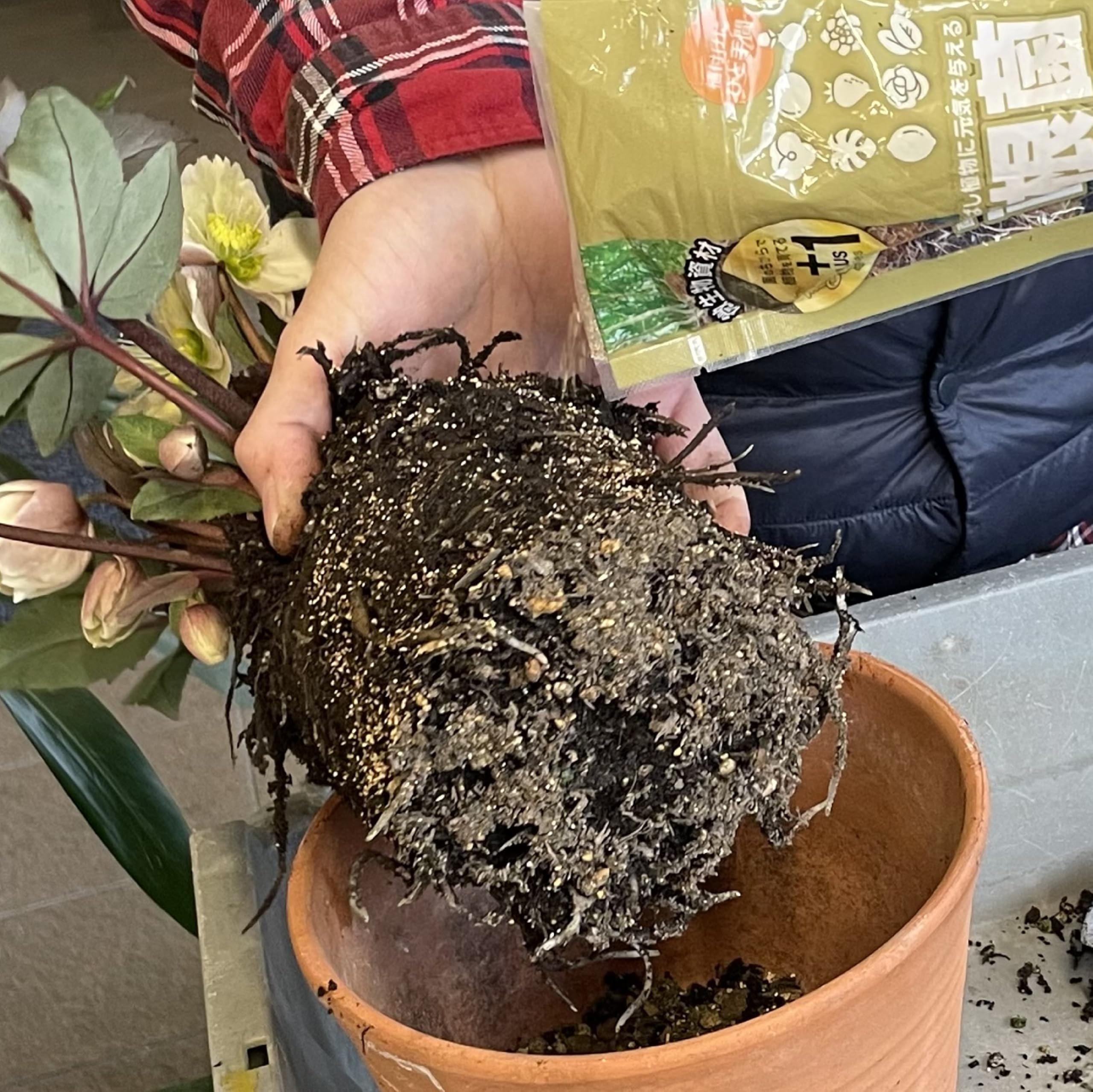 Amazon.co.jp: Mycorrhizal Bacteria, 6.8 fl oz (20 : DIY