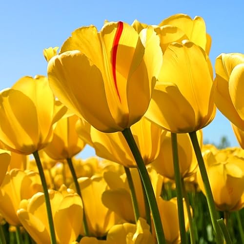 janathadal youth ichoda - //medicalbooks.filipinodoctors.org