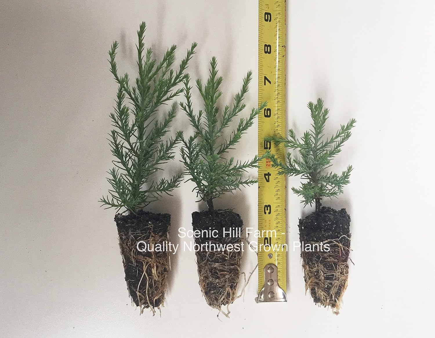 Giant Sequoia Tree California Redwood Potted 3" 5