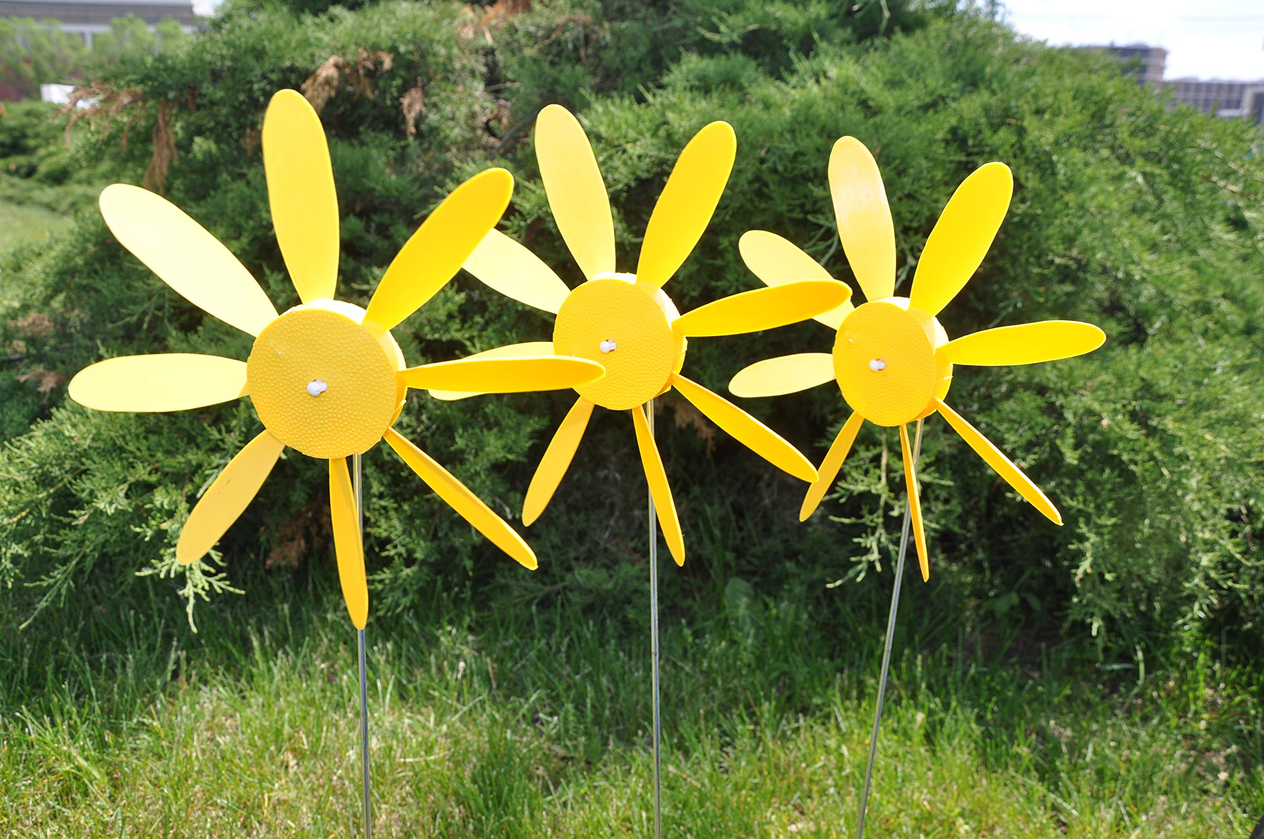 Early Bloomer Spinning Daisy, 8 inch dia, 12 pack, 24 pack