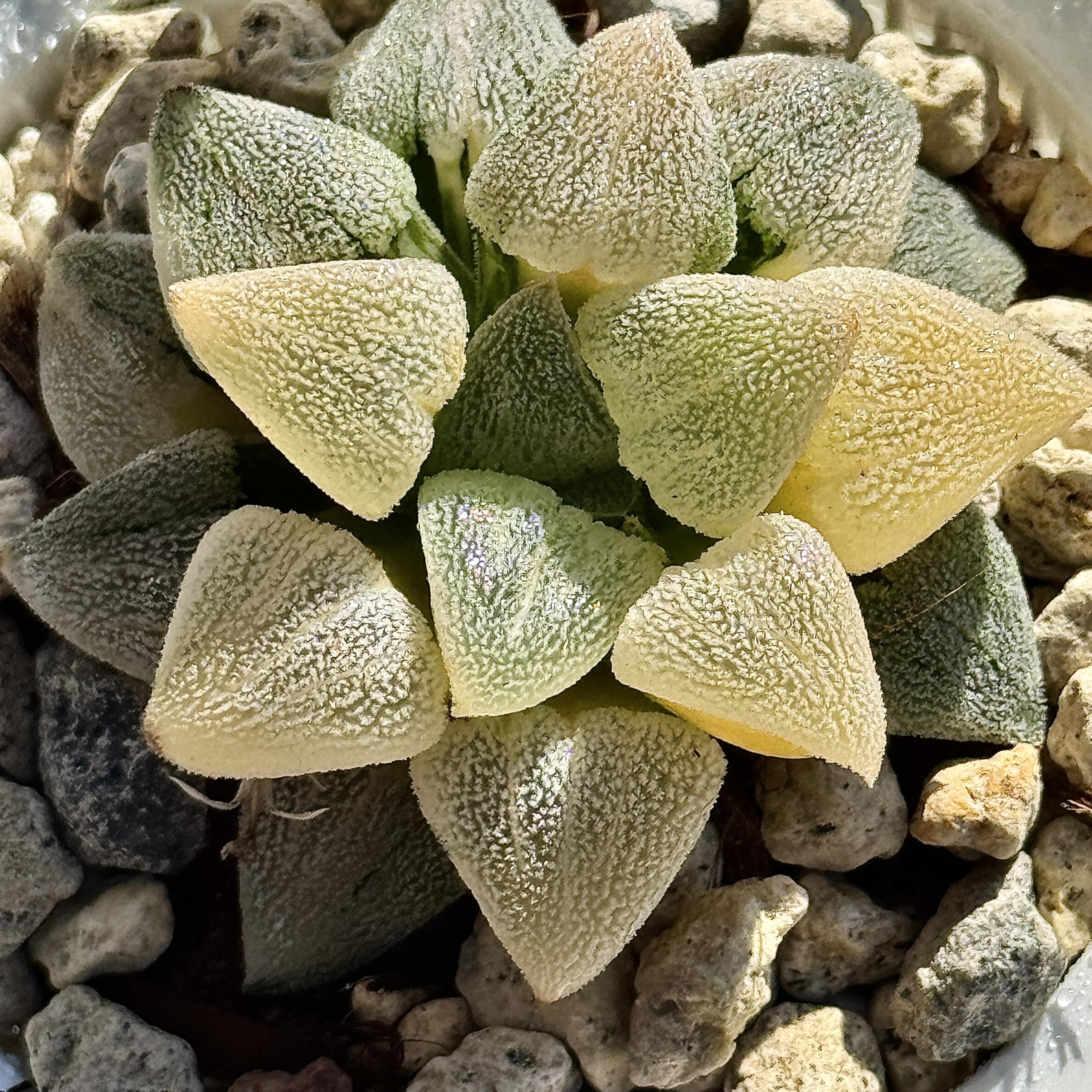 ハオルチア トロピカルナイト錦 極上斑 ハオルチア トロピカルナイト錦 極上斑 ハオルチア トロピカルナイト錦