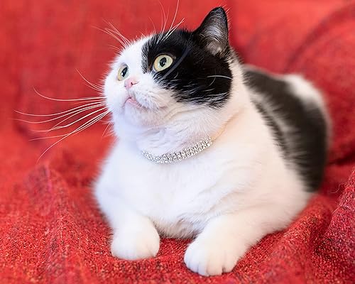 Miniatura 7 de Collar de gato Joyas de diamantes de imitación Cuero PU Ante Correa elástica Gatito Puppy Bling Diamante Bell Girl Pet Chihuahua Teacup PU Beige-2