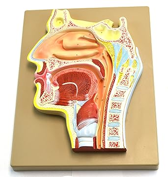 Big Plush Eisco Labs Human Nose Anatomical Model, Longitudinal Section, 2 Times Life Size, Approx 12