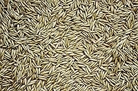 Vista 2 de Semillas de avena para plantar, sin OMG (8 libras)
