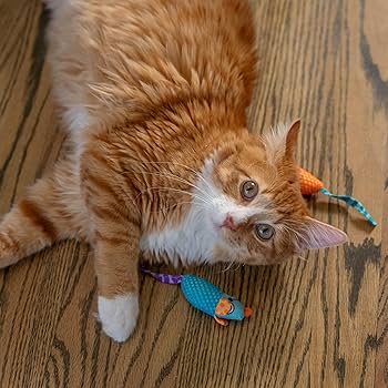 Amazon | Catstages ペットステージ (Petstages) デンタル