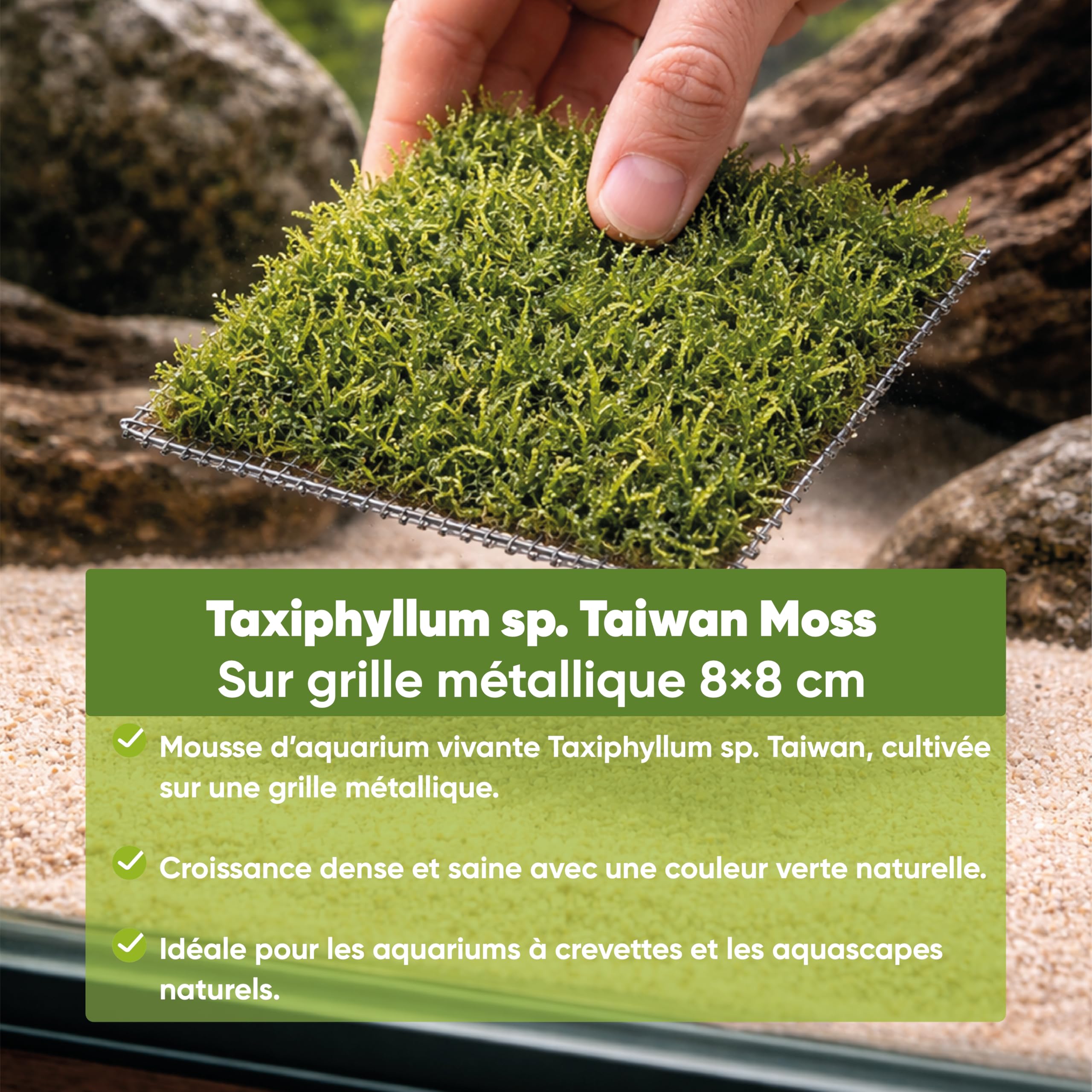 AquaBreedingSkill mousse de Taiwan sur grille en acier inoxydable 8×8 cm – Taxiphyllum sp. mousse d’aquarium vivante – tapis de mousse prêt à l’emploi pour aquascaping, crevettes et nano aquarium