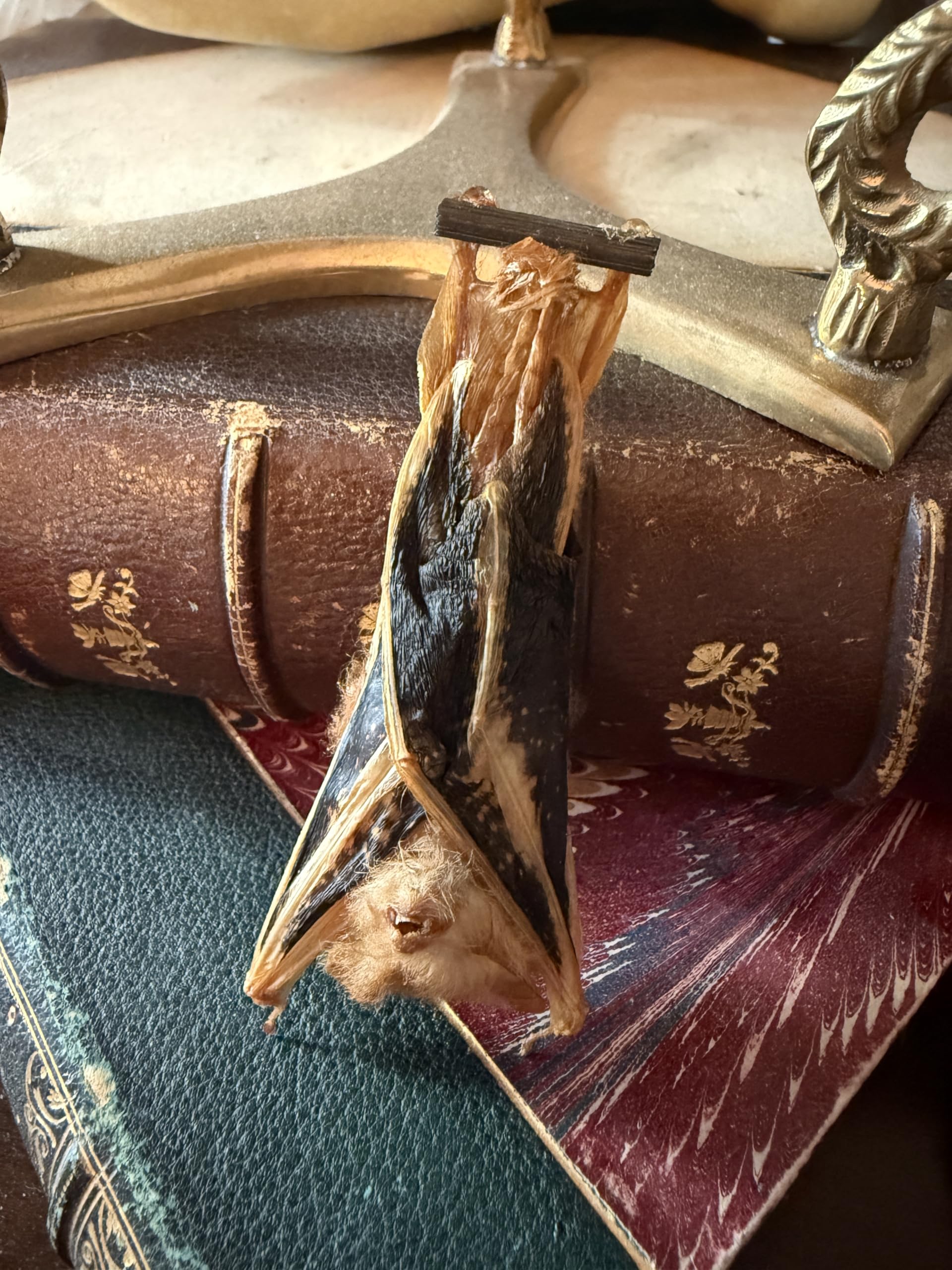 Real Preserved MUMMIFIED BAT Hanging Position Kerivoula picta - Study Specimen - Oddities -Gothic