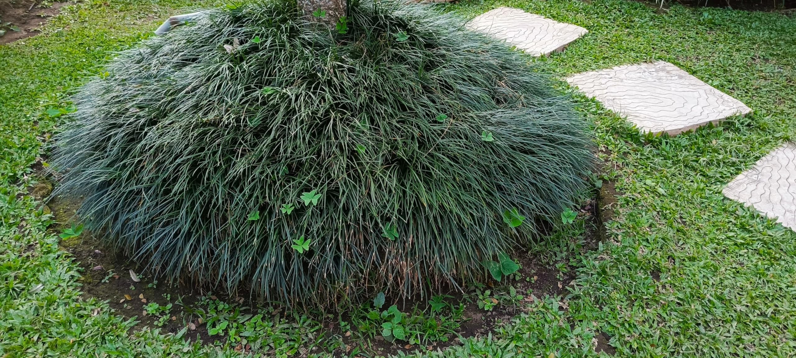 Stauden Gänge 10 x Ophiopogon japonicus Japanischer Schlangenbart