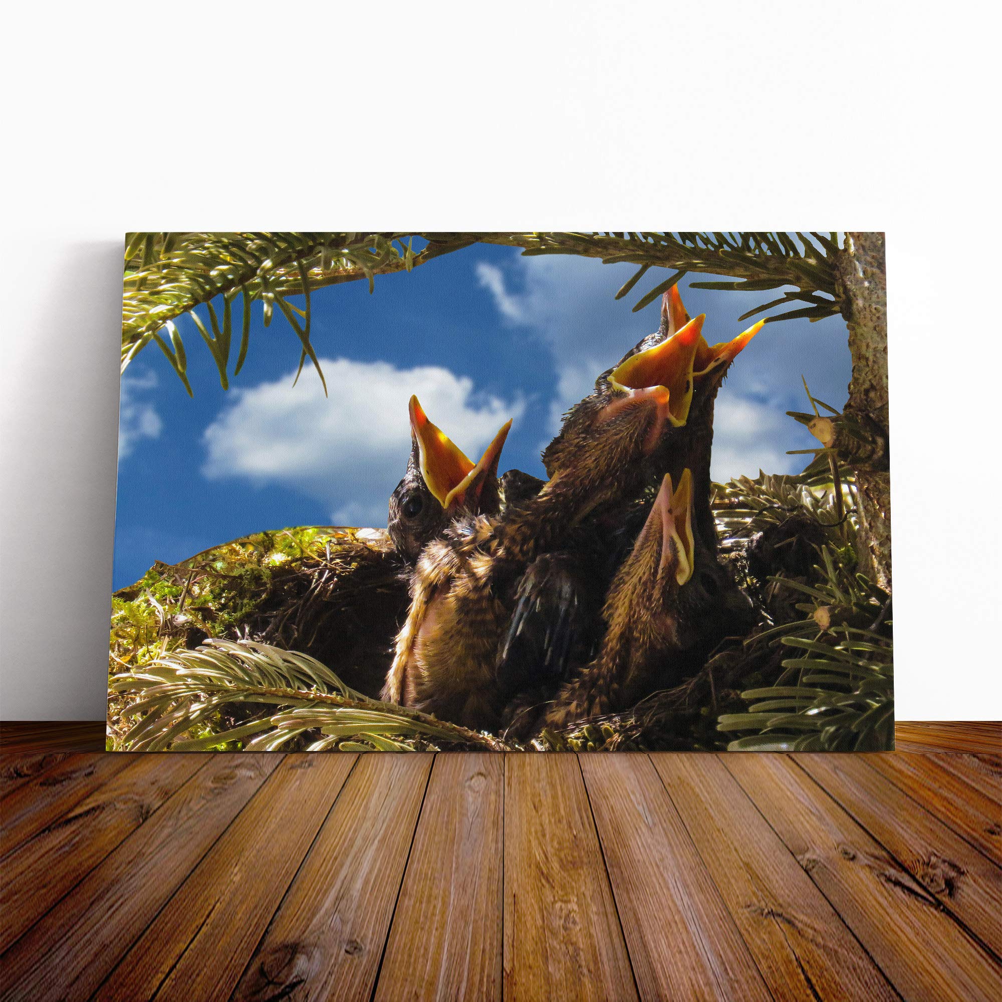 Baby Birds in The Nest (1) Canvas Print | Gallery Wrapped 30mm Frame Wall Art | 24x16 inches | Ready to Hang | Modern Bird Picture | Living Room Bedroom Lounge Office