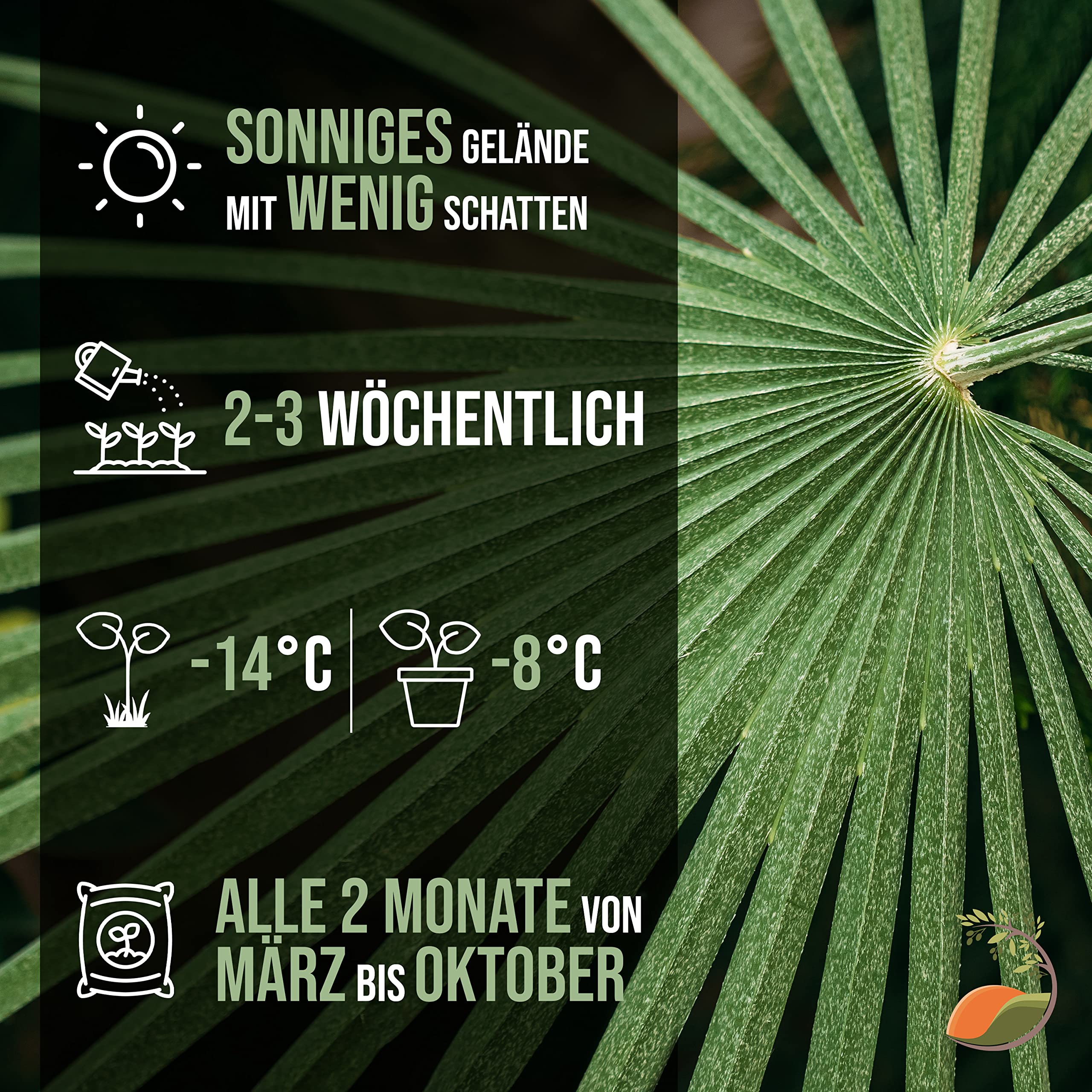 Tropictrees Chamaerops Humilis, winterharde en koubestendige dwergpalm met een hoogte van 100 cm, kleinblijvend, groene buitenplanten, palm voor buiten Tropictrees Chamaerops Humilis, winterharde en koubestendige dwergpalm met een hoogte van 100 cm, kleinblijvend, groene buitenplanten, palm voor buiten