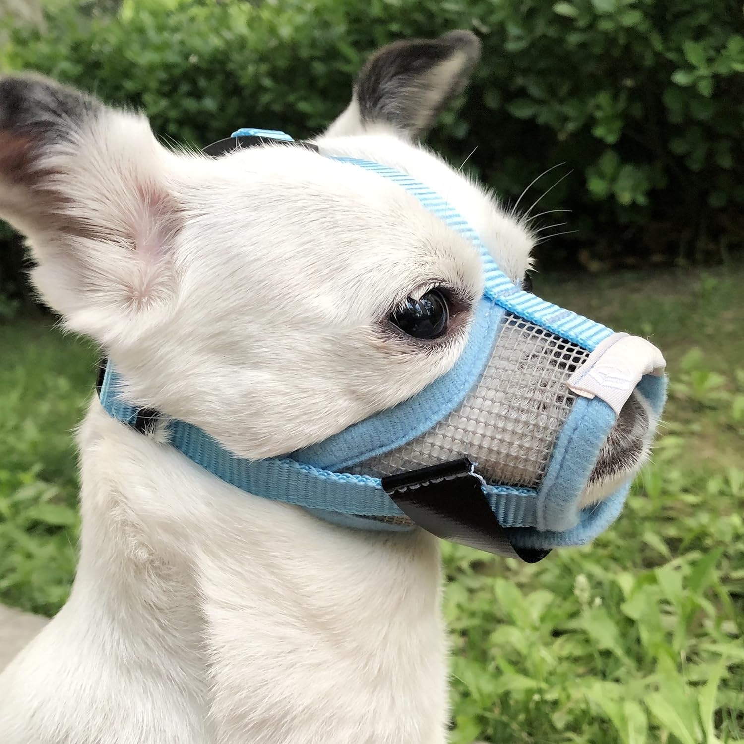 MoiiLavin Small Dog Muzzle XS for Grooming Barking Chewing