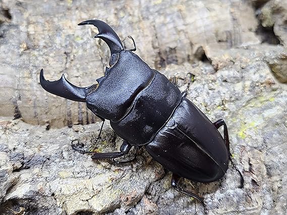 Amazon サキシマヒラタクワガタ 64 0 36 0 成虫 ペア ｎｏ 2 Breeder S Company ブリーダーズカンパニー 昆虫 通販