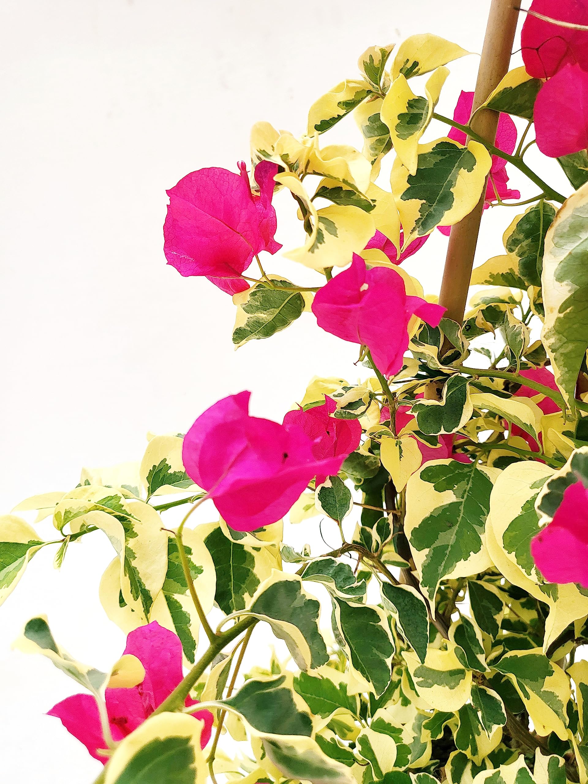 POWERS TO FLOWERS - BOUGAINVILLEA FUCSIA, BUGANVILLEA, pianta vera VARIEGATA, ALTEZZA 70CM, pianta vera