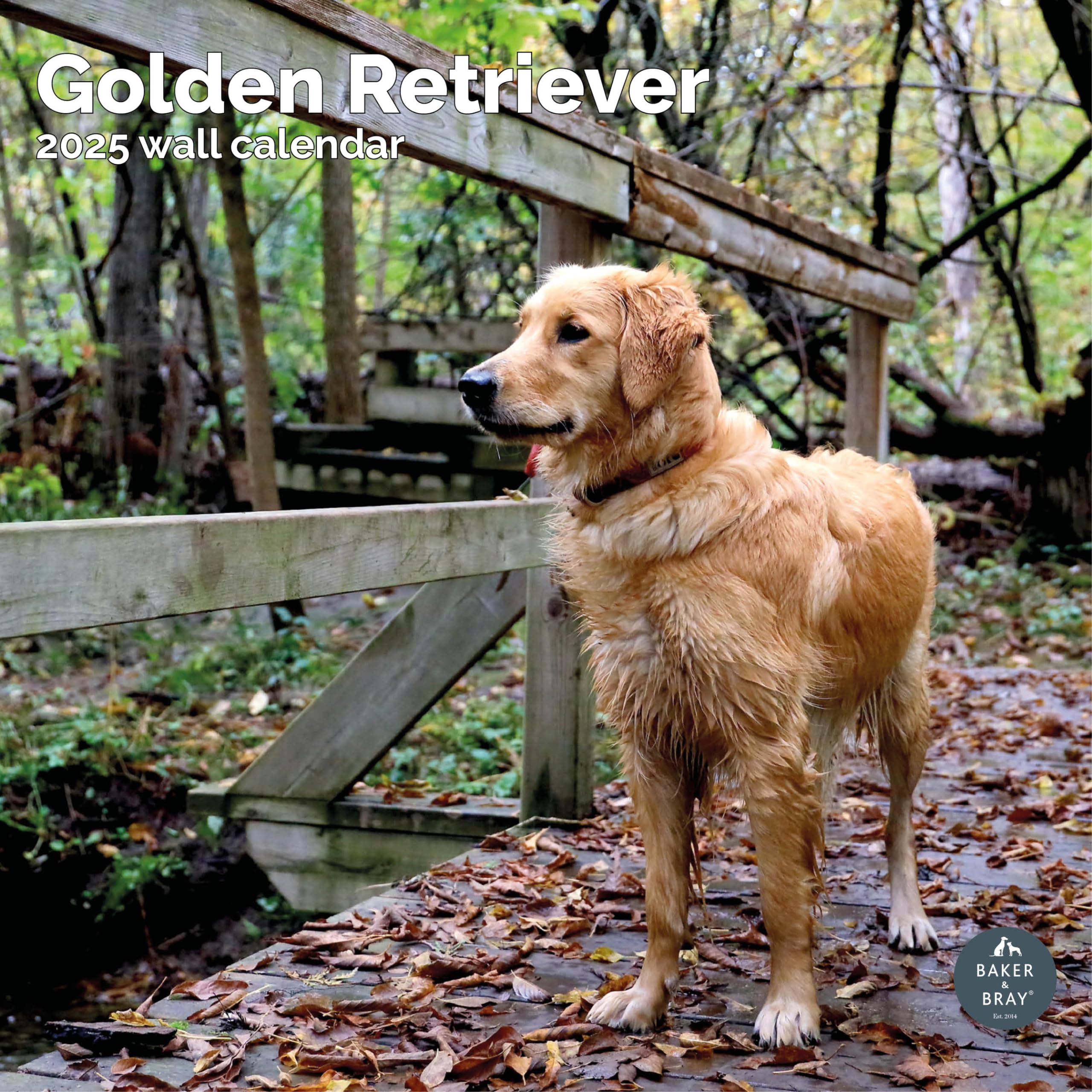 Baker and Bray Golden Retriever Calendar 2026, Large Square Wall Calendar With Organisational Stickers, 16 Month