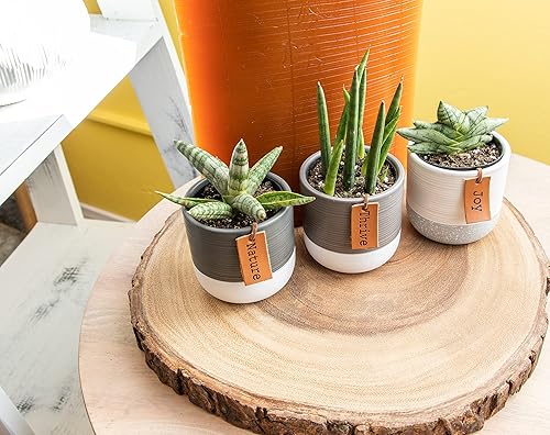 Vista 34 de Plants for Pets - Set de plantas suculentas vivas en macetas (paquete de 3), plantas suculentas de cactus vivas, plantas de interior, regalos