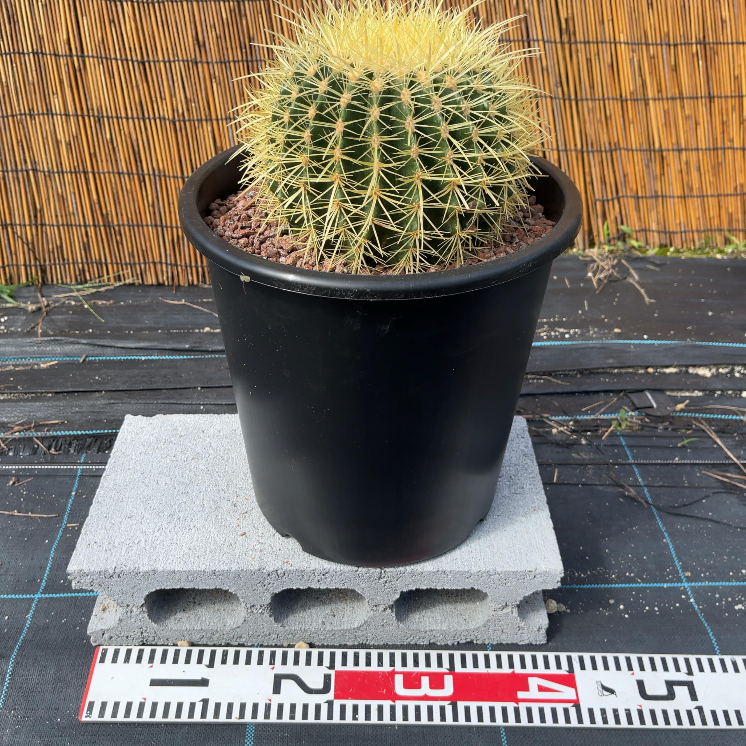 Amazon｜【鉢ごと発送】サボテンの王様！金色サボテン/金鯱