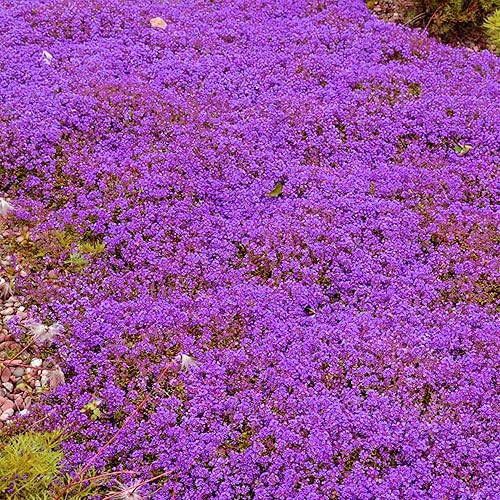 Miniatura 2 de Más de 22000 semillas mágicas de tomillo rastrero para plantar plantas de cobertura del suelo, tomillo perenne sin OMG, timo serpyllum, semillas de