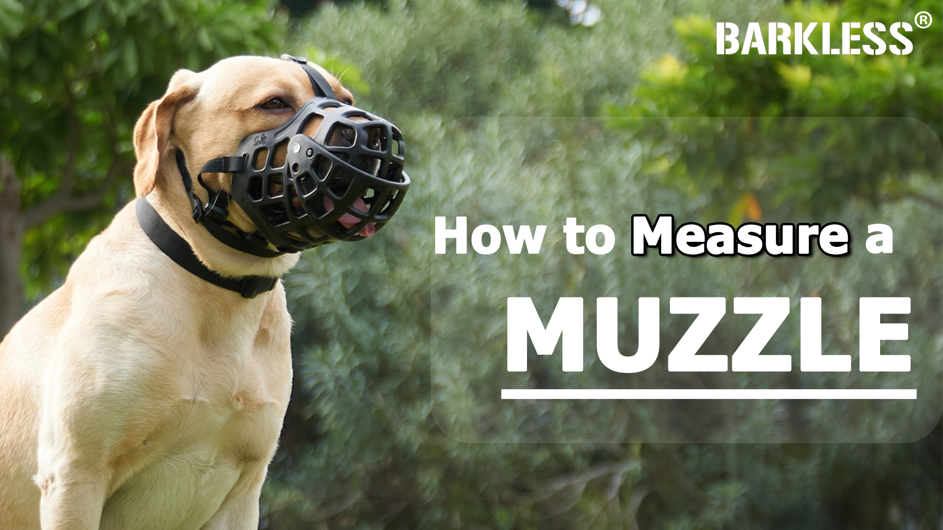 Watch How to Measure Your Dog for BARKLESS Basket Muzzles on Amazon Live