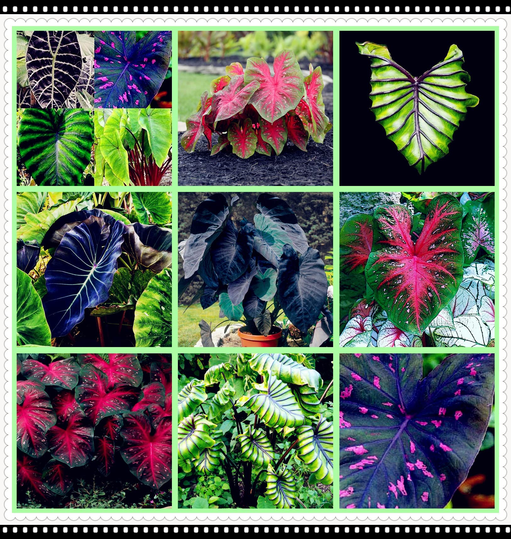 Elefantenohr Knolle – Alocasia, 3 Stück, Winterhart & Mehrjährig, Pflegeleicht, Ideal Für Drinnen & Draußen, Dekorative Blätter