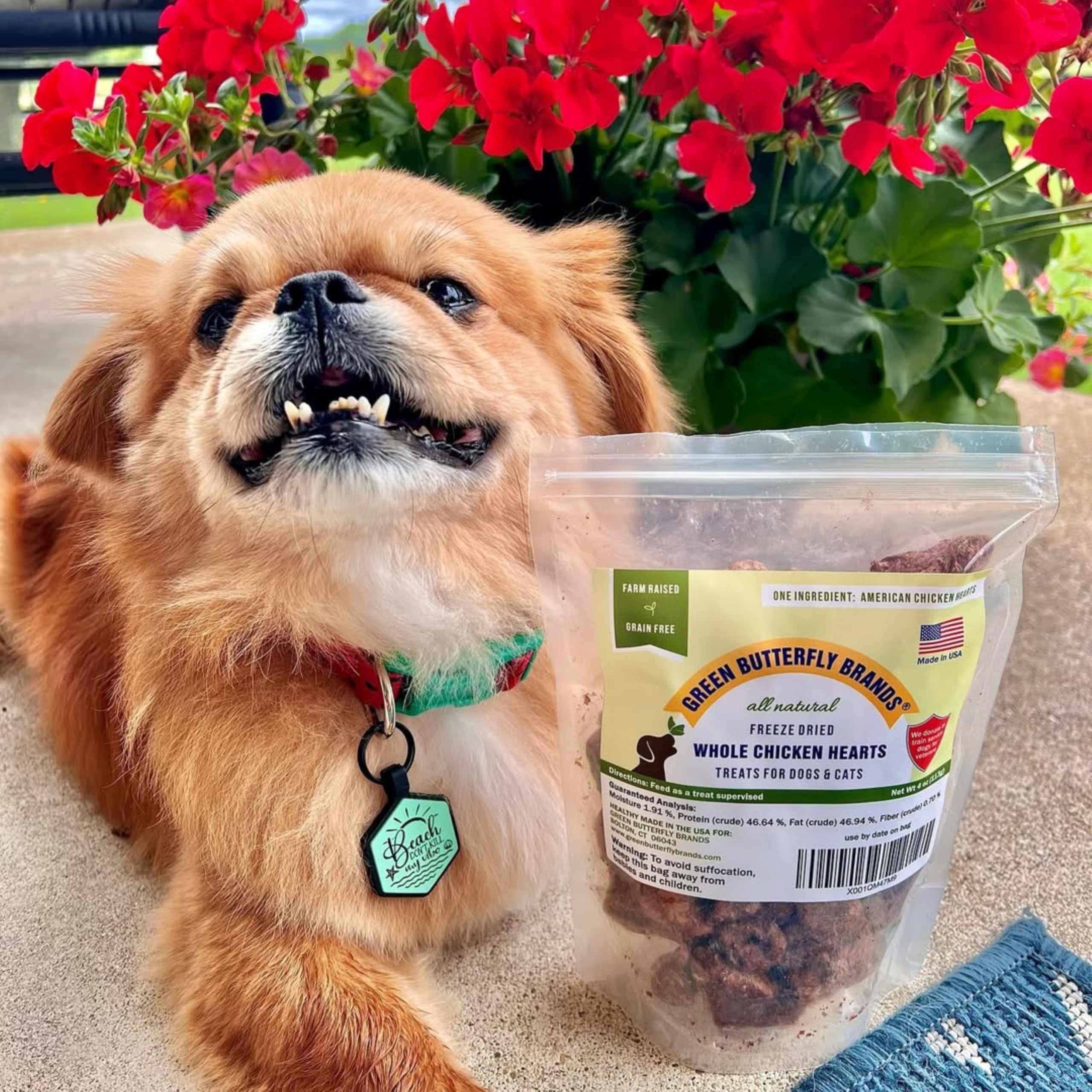 Green Butterfly Brands Freeze Dried Chicken Heart Dog Treats Made In USA. All Natural Freeze-Dried Raw Snacks for Dogs and Cats. One Ingredient. High Protein. Heart Health. Irresistible Training Treat