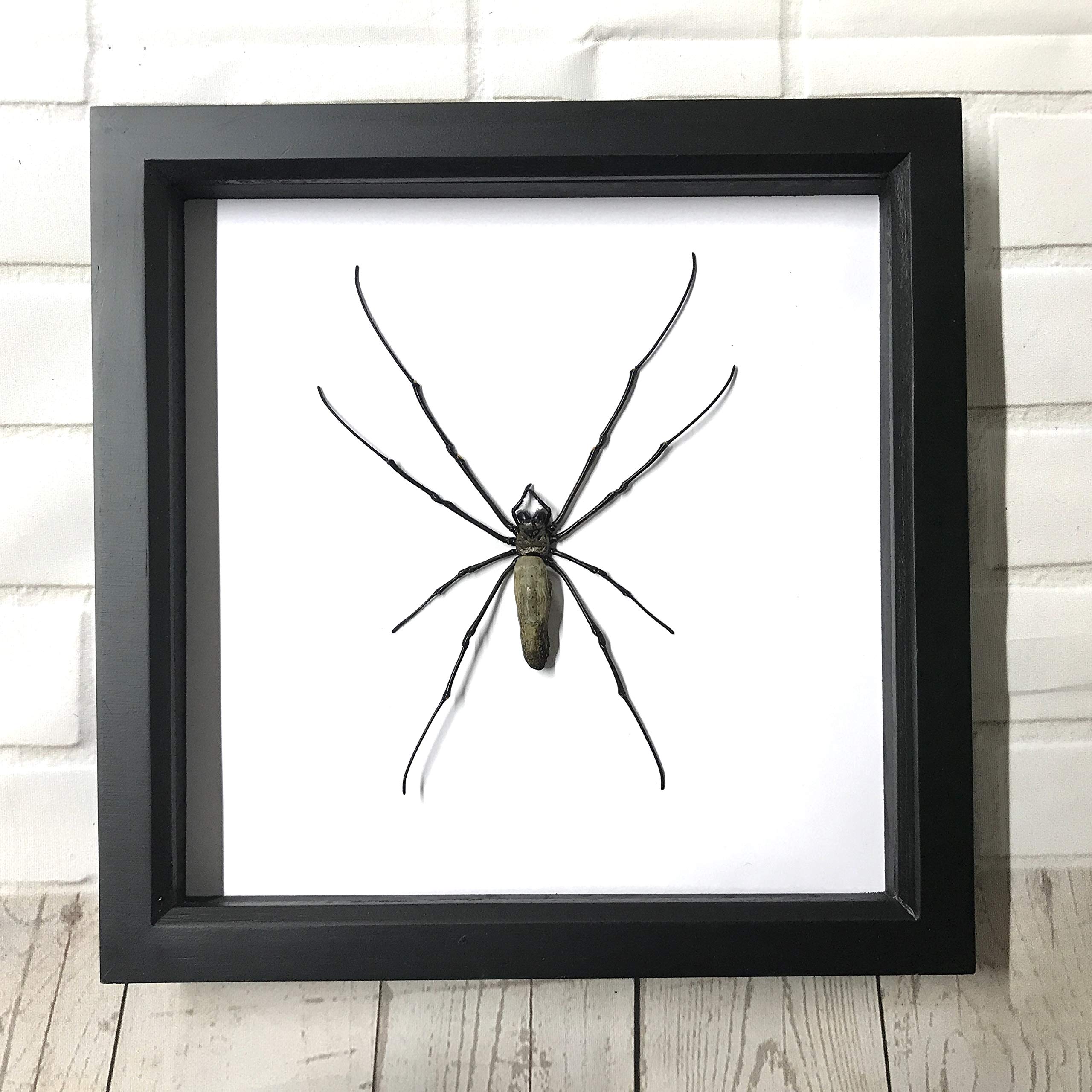Butterfly Man Giant Golden Orb Weaver Spider (Nephila maculata) Deep Shadow Box Display | Genuine Specimen | Frame Size 25 x 25cm