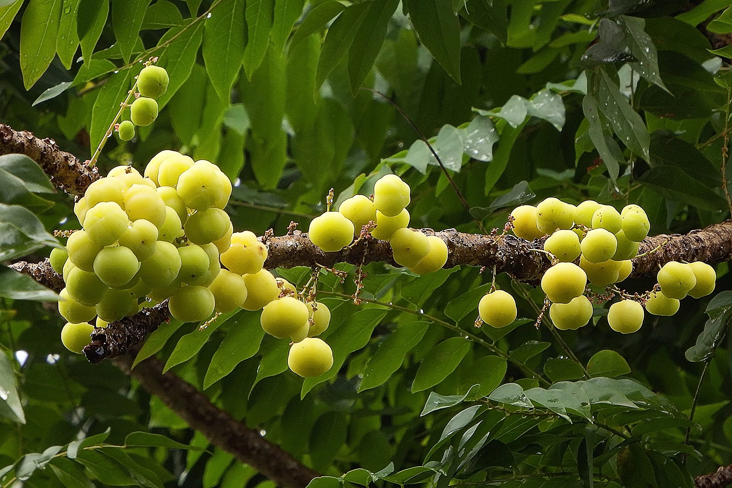 See full amazon price history chart for Corofitam_Amla PlantSTAR GOOSEBERRY/SMALL AMLA/ARAI NELLIKAI LIVE PLANTSTAR GOOSEBERRY/SMALL AMLA/ARAI NELLIKAI LIVE PLANT Corofitam_Amla PlantSTAR GOOSEBERRY/SMALL AMLA/ARAI NELLIKAI LIVE PLANTSTAR GOOSEBERRY/SMALL AMLA/ARAI NELLIKAI LIVE PLANT (B0B3XGSQHS) Amazon Price History, Amazon Price Tracker