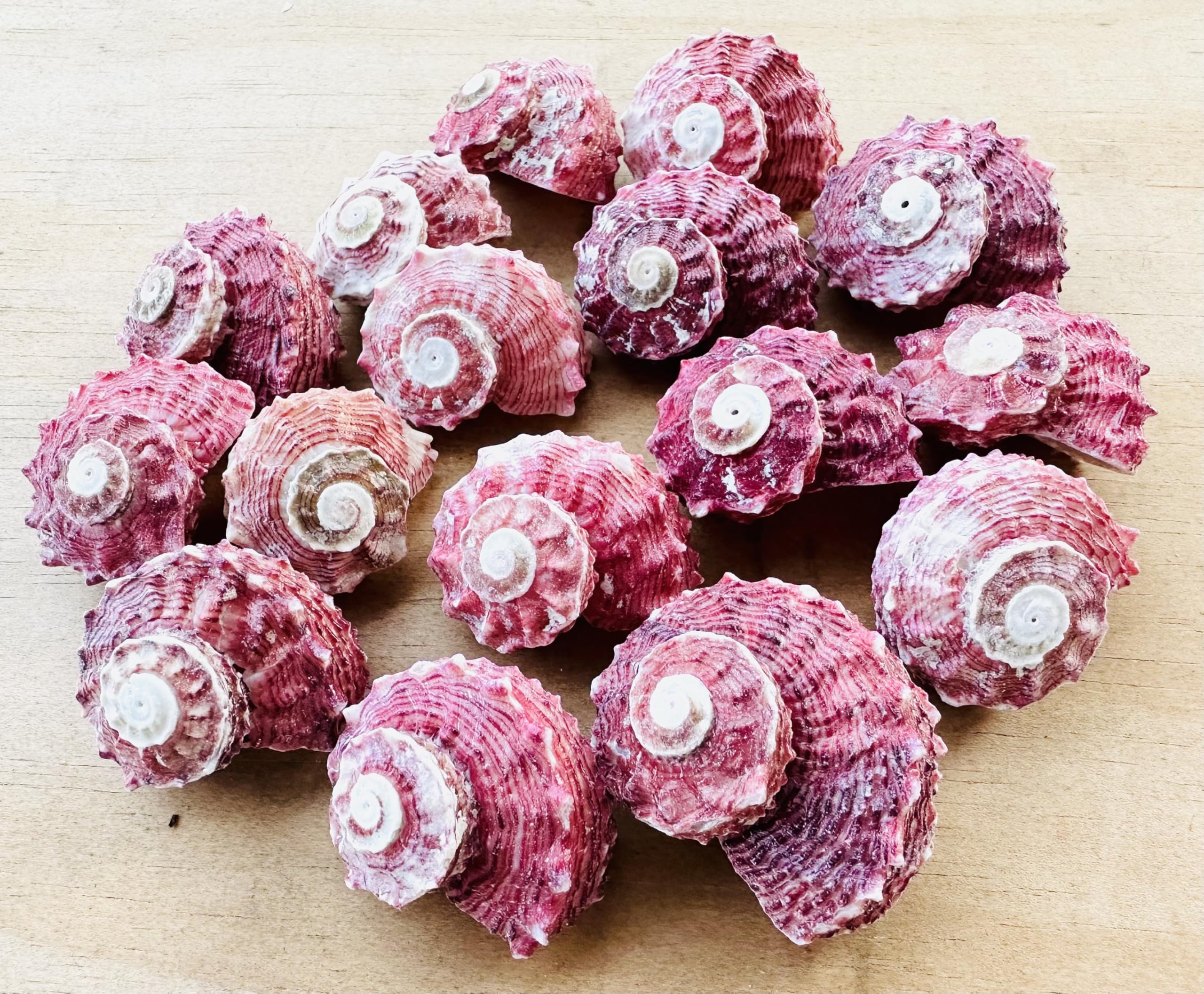 Sets of 5 Pieces Red Delphinula Shells-Sea Shells for Crafting, Beach Wedding Decor, Crafting Shells