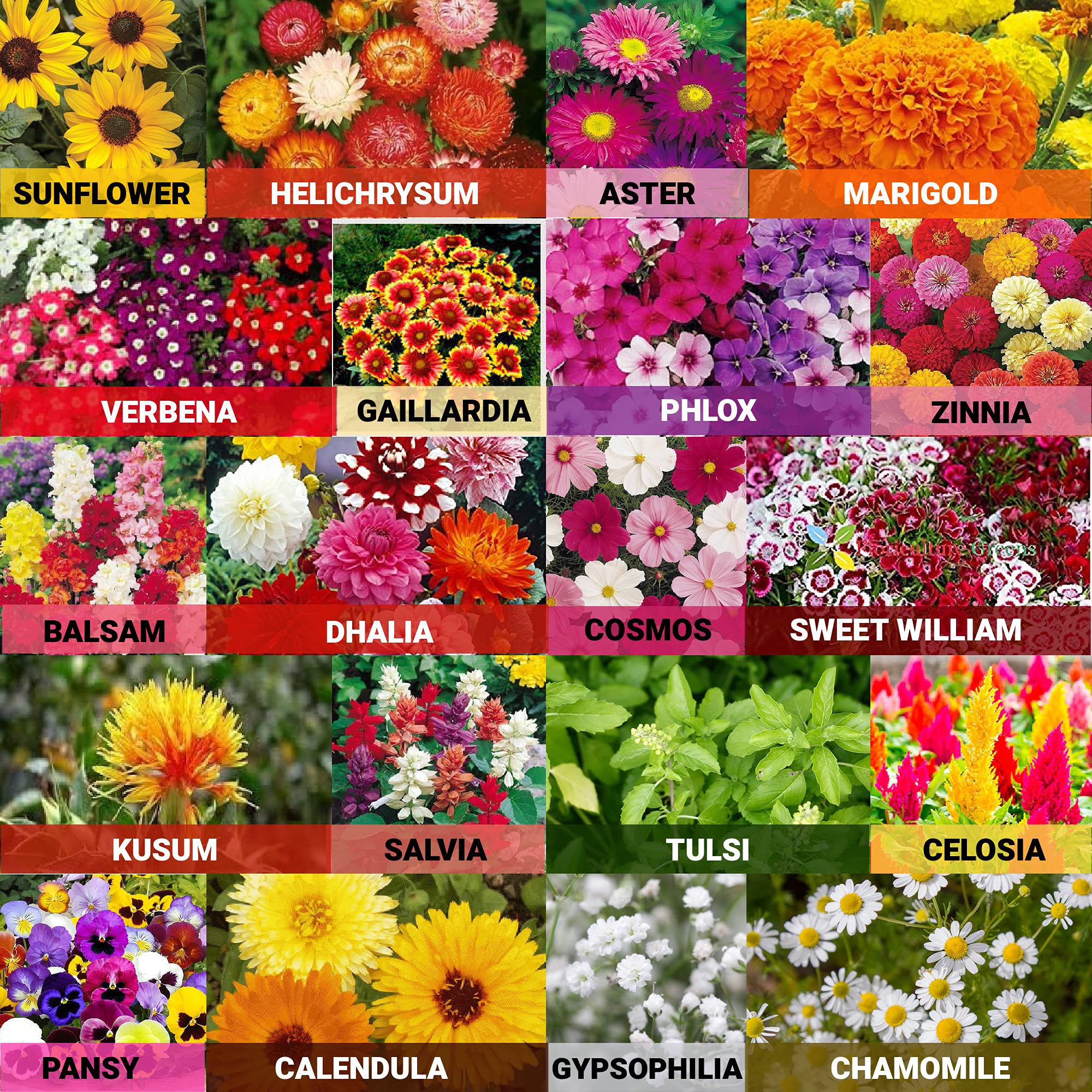 Leafy Tales 20 Varieties of Summer & Winter Flower Seeds (Multicolour) (Model: Flower -20) (B094QRRQLF) Amazon Price History, Amazon Price Tracker