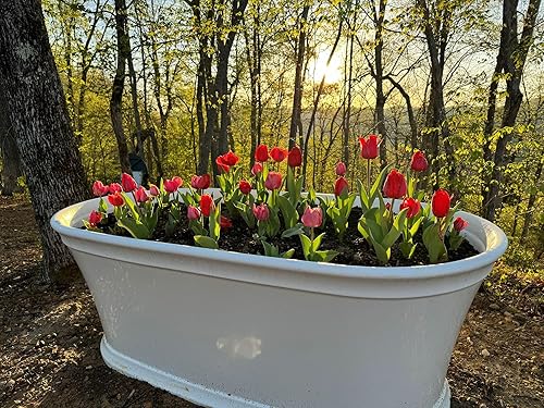 25 bulbos de tulipán desfile - Tulipa Darwin híbrido pre-enfriado lectura para la primavera!