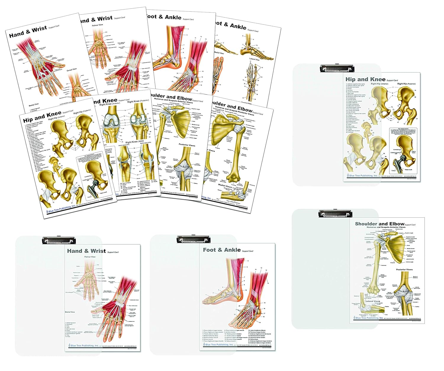 Hand, Foot, Shoulder, Hip Support Card Chart with clipboard Set.