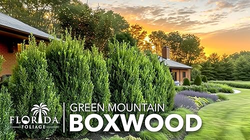 Miniatura 4 de Green Mountain Boj  2 plantas vivas de tamaño galón  Elegante árbol de hoja perenne en forma de pirámide, ideal para topiario y paisajismo,