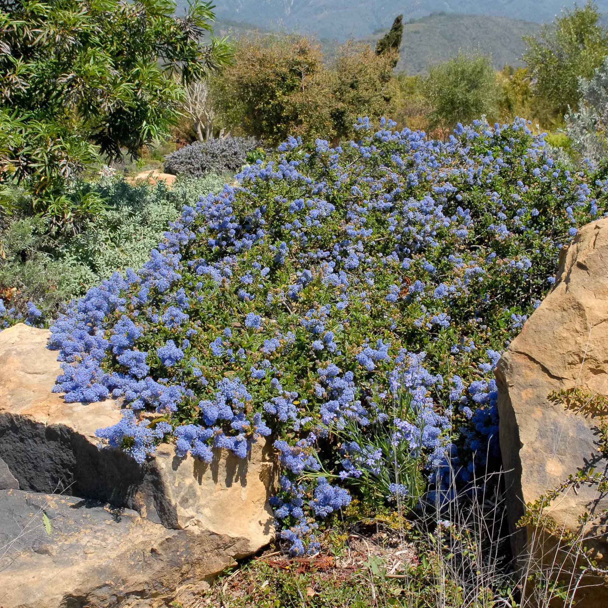 Arbusto Ceanothus 'Burkwoodii' - Lila Californiana De Hoja Perenne (maceta)