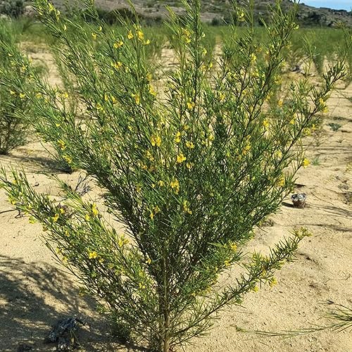 Miniatura 6 de CHUXAY GARDEN Rooibos Semillas Aspalathus Linearis té de arbusto té rojo 100 semillas hermosas flores amarillas crecen en el jardín y macetas ideal